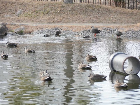 20260128番田カモ (9)