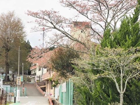20230408樫田方面桜 (10)