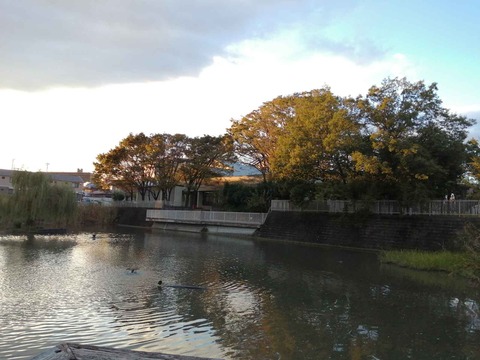 20211022小寺池カモ (2)