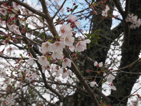 20230408樫田方面桜 (13)