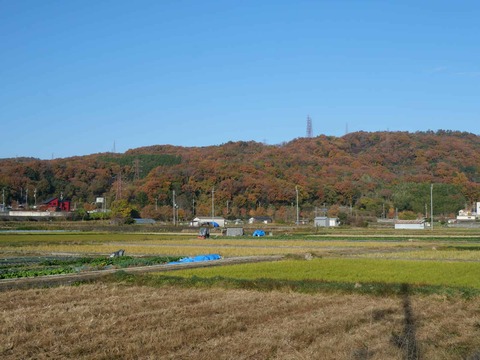 20241210摂津峡紅葉 (1)
