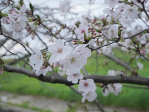 20260331桜 (205)