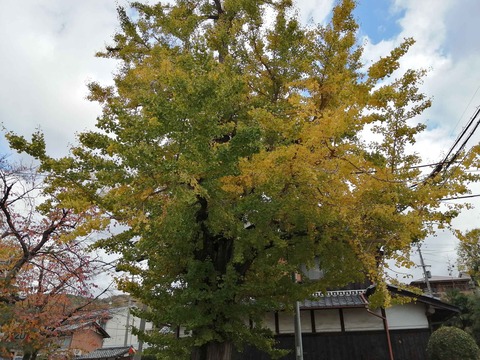 20201122koyo5