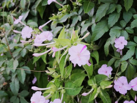 20250906オシロイバナ (3)