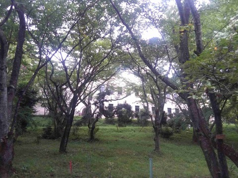 abuyamakohun9