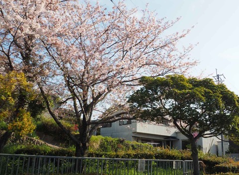 20230404桜 (1)