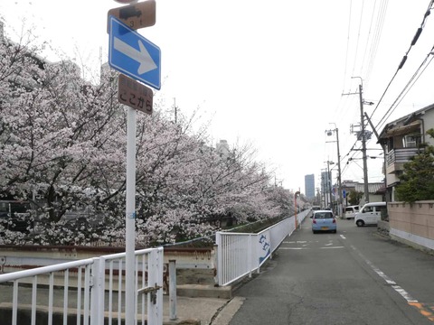 20260330水路沿い (1)