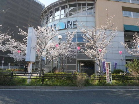 202604033桜 (15)