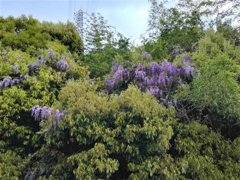 20230416ヤマフジ (1)