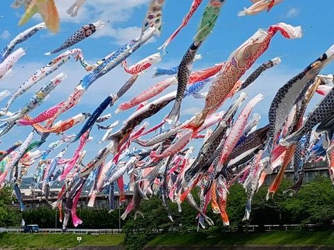 20260426こいのぼり (6)