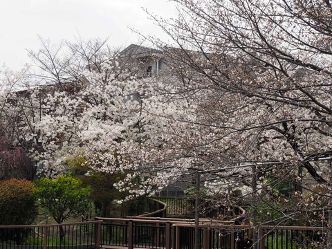 20230325筒井池公園 (5)