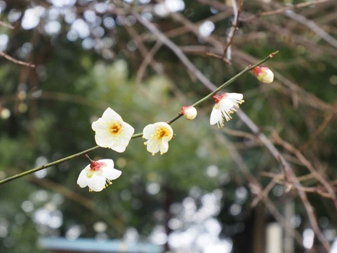 20220127アジャリの森 (2)
