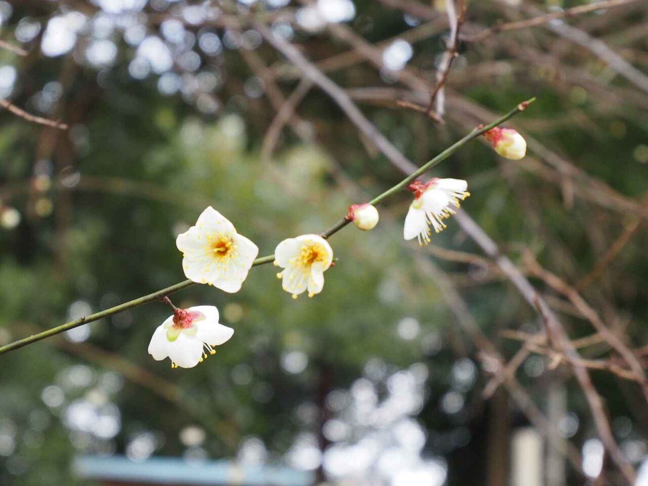 高槻の梅 津之江のアジャリの森 淡い花の梅が咲いてる 22年 高槻network新聞