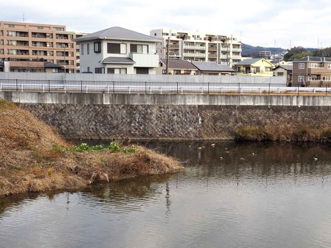 20240203スイセン (6)