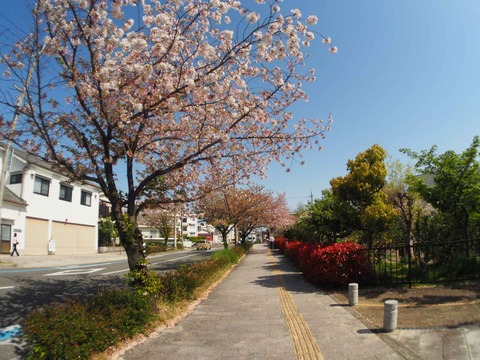 20240414桜 (59)