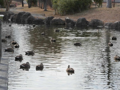 20260128番田カモ (1)