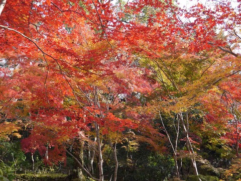 kabuzan20181127_6