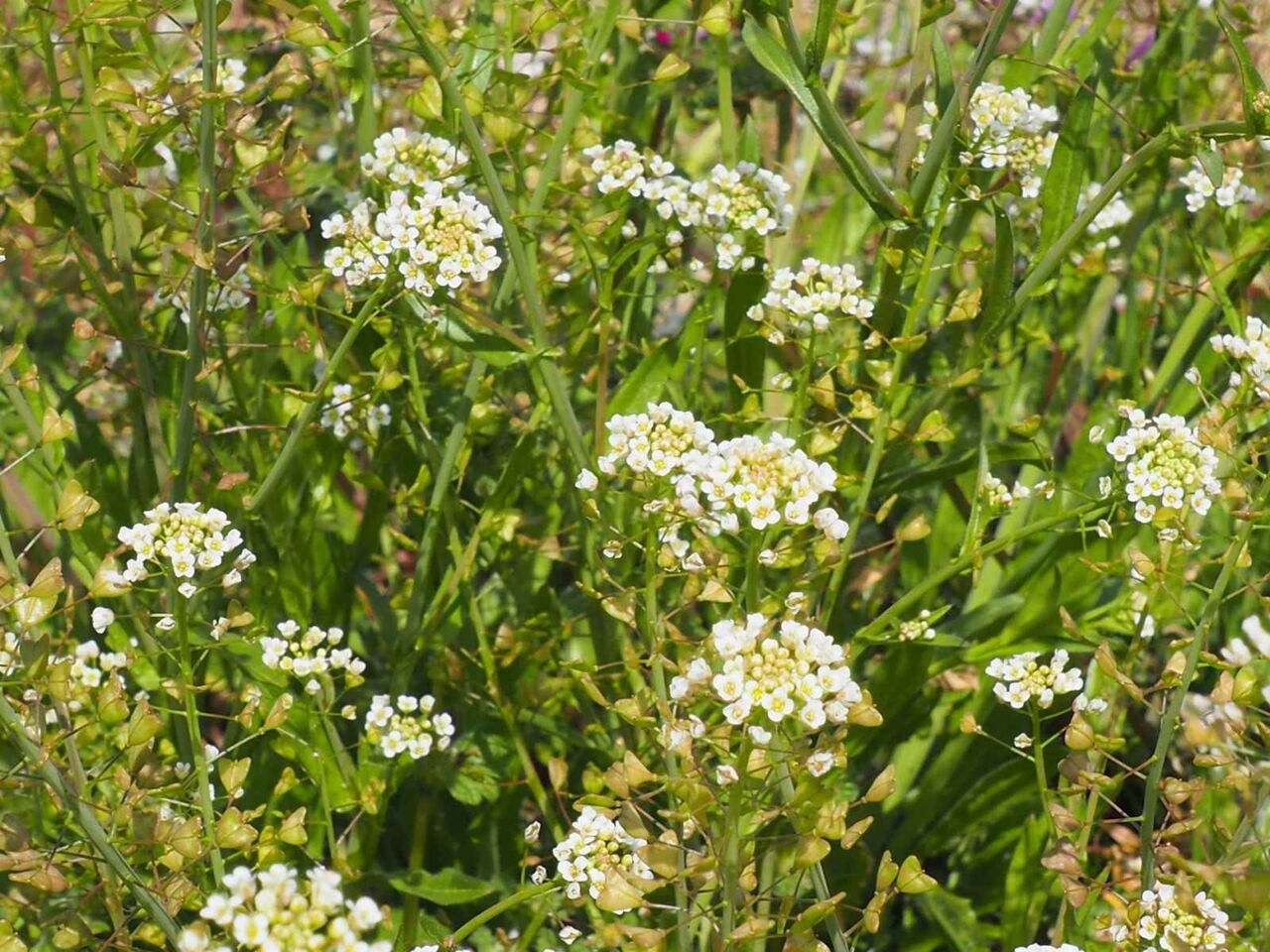 高槻の街かどで春の七草は見つけられるのか ところで春の七草ってなんなん 高槻network新聞