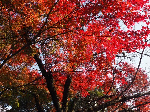 20211123長岡天神 (12)