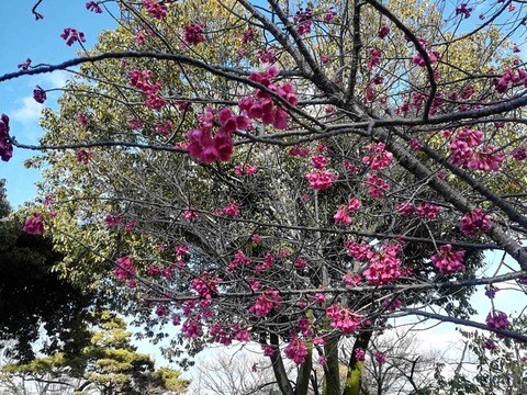 20220322桜 (12)