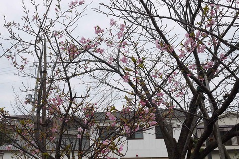 kawazu_sakura20200215_2