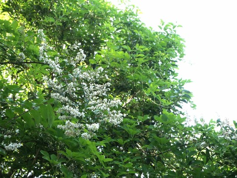 20260522うの花 (1)