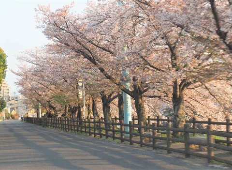 20230404桜 (4)