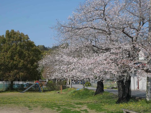 20260403桜 (13)