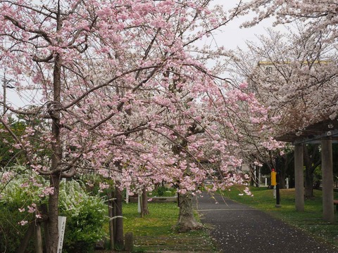 20230325玉川小学校 (4)