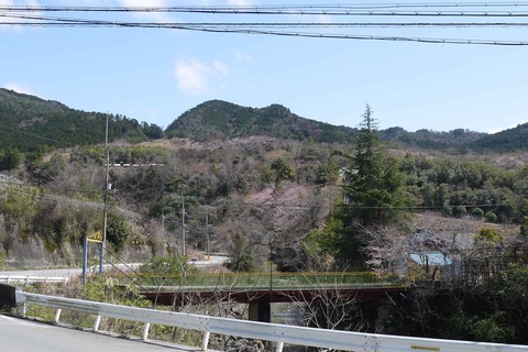 20200329sakura6