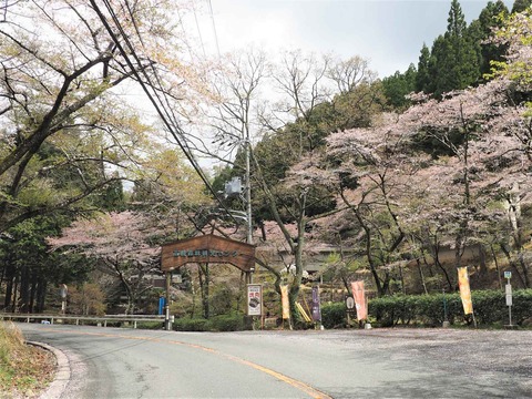 20230408樫田方面桜 (7)