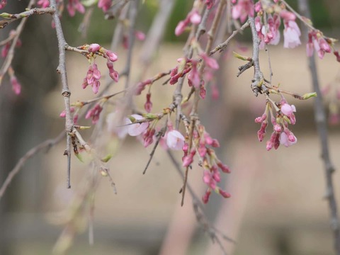 20260318摂津峡公園 (12)