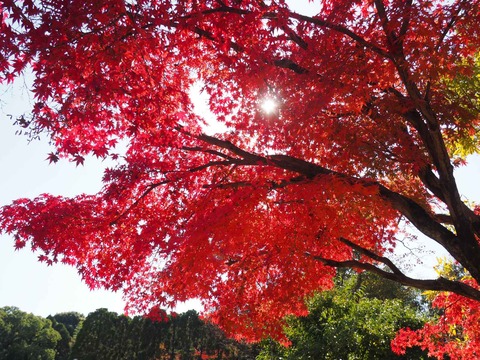 20231119万博紅葉 (9)