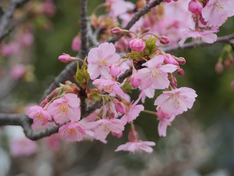 20260227河津桜 (15)