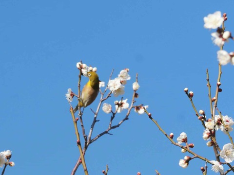 20260217茨木梅林 (18)