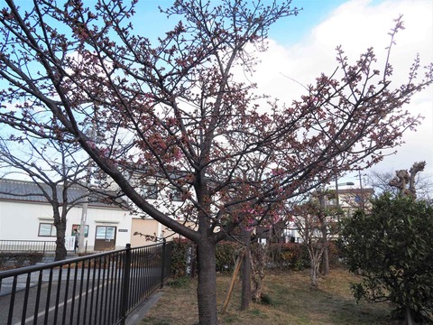 20220306河津桜 (5)
