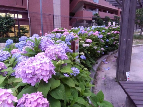 ajisai2018_3