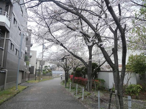 20260401富田桜 (12)