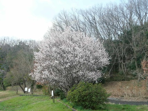 20250313西之川原橋梅 (2)