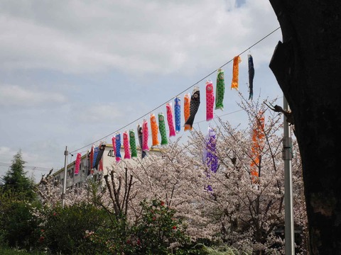 20230327こいのぼり (3)