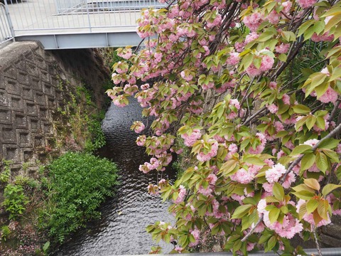 20240417桜 (17)