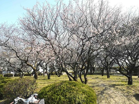 20220308高槻城公園 (3)