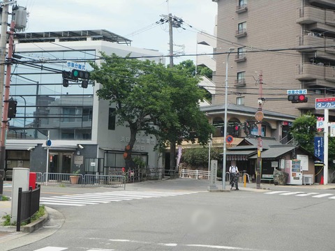 20250621真上町桜 (5)