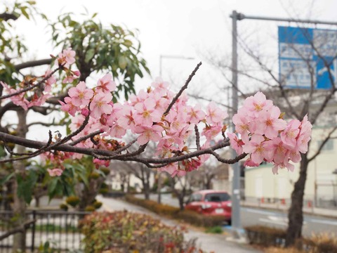 20220313筒井池  (11)