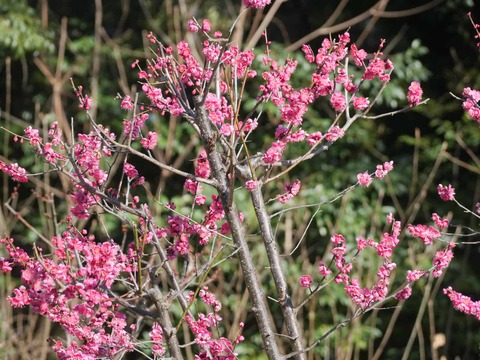 20260204上宮天満宮 (11)