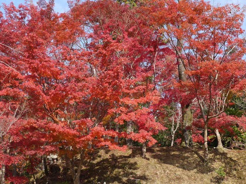 kabuzan20181127_4