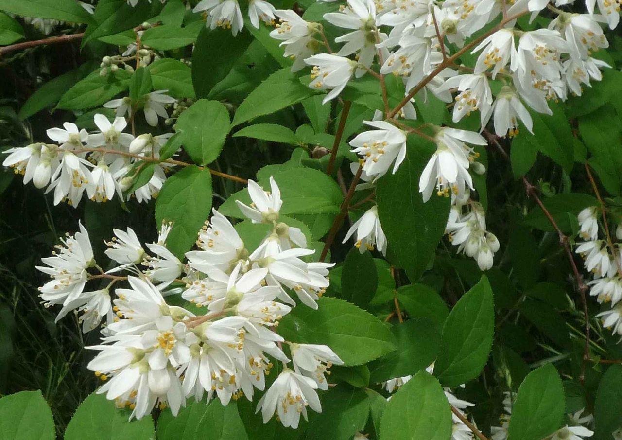玉川２丁目 高槻市の花 卯の花 うのはな が満開 高槻network新聞