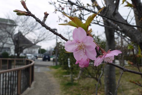 kawazu_sakura20200215_1