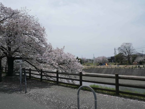 20260406桜 (20)