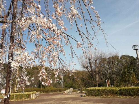 20210319sakurakoen (9)